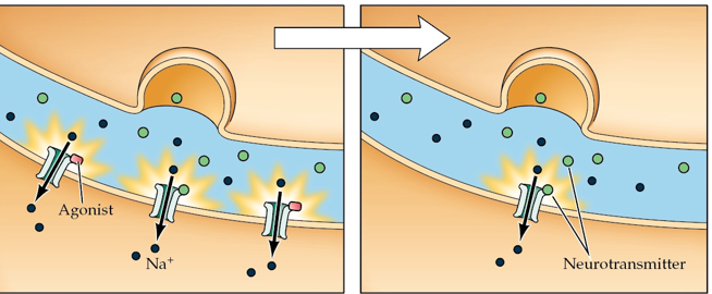 <strong>What is the process that is being depicted in this figure?  </strong> A) Up regulation B) Cross tolerance C) Down regulation D) Metabolic tolerance <div style=padding-top: 35px> 