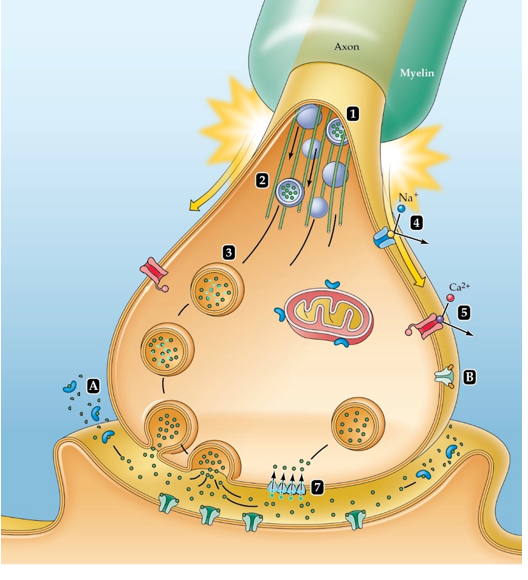 <strong>Which substance competes with the neuromodulator adenosine? And where on this figure would it act?  </strong> A) Caffeine; B B) Caffeine; A C) Colchicine; B D) Colchicine; A <div style=padding-top: 35px> 