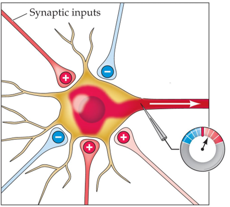 Refer to the figure. The meter in this figure is located at the a. synapse. b. axon hillock. c. dendrite. d. axon terminal.