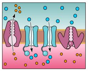<strong>Refer to the figure, which shows two voltage-gated Na<sup>+</sup> channels (in blue) in the center. What is taking place in this figure?</strong> A) A depolarizing force is bringing the membrane closer to threshold. B) The voltage-gated Na<sup>+</sup> channels have opened, and action potential is triggered. C) The open Na<sup>+ </sup>channels have created the resting potential. D) The open Na<sup>+ </sup>channels have produced afterpotential.