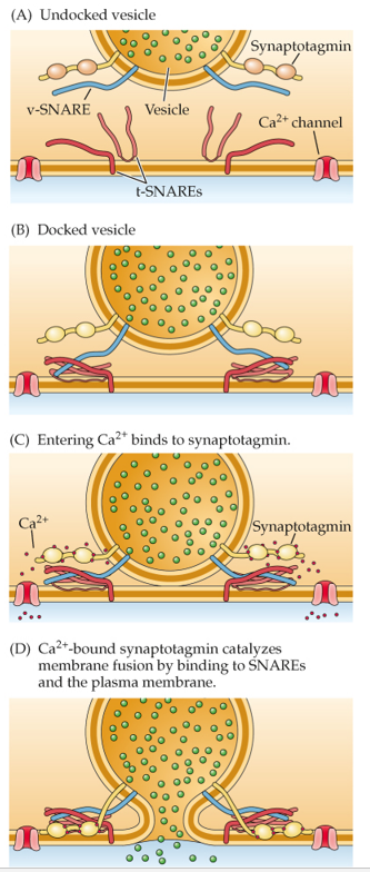 <strong>Refer to the figure. This figure depicts the process of</strong> A) an action potential propagating over a presynaptic membrane. B) kiss and run. C) transmitter reuptake. D) exocytosis.