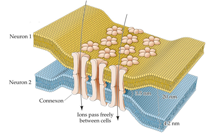 <strong>Refer to the figure. This diagram illustrates </strong> A) ectopic transmission. B) an electrical synapse. C) a nondirected synapse. D) an axo-axonic synapse.