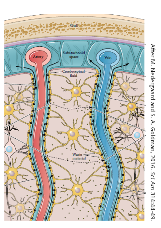 <strong>Refer to the figure. The dashed arrows in this figure represent what key process?</strong> A) The vascular circulation of blood that maintains blood pressure B) The glymphatic flow that provides protection from harmful substances in the brain C) The regeneration of the choroid plexus. D) The opening and closing of the aquaporins to waste material.