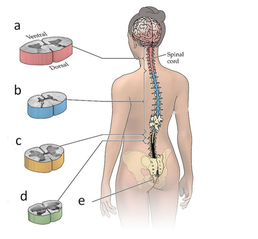 Refer to the figure. Match each of the letters to proper term for the segment of the spinal cord to which it is pointing. -_____ 1. Lumbar 2. Cervical 3. Coccygeal 4. Sacral 5. Thoracic
