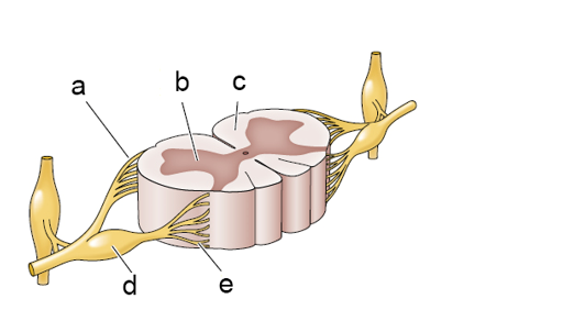 Refer to the figure. Match each letter label (a-e) on the spinal cord section to the anatomical label (1-5). -_____ 1. Dorsal roots (sensory) 2. Dorsal root ganglion 3. Ventral roots (motor) 4. Gray matter 5. White matter