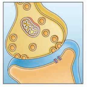 <strong>Refer to the figure, which illustrates the gap between two neurons. Which level of analysis is pictured in the figure?</strong> A) Neural systems B) Circuit level C) Synaptic level D) Molecular level