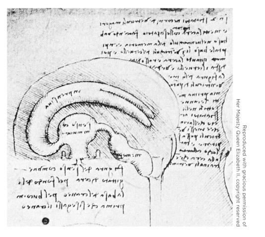 <strong>Refer to the figure. Which statement accurately identifies the figure?</strong> A) This is a page from the notes of Galen, the physician. B) This is an accurate drawing of ventricles by da Vinci. C) This is a drawing of an ox's ventricles by Michelangelo. D) This is a drawing of the pineal gland from Descartes' notes.
