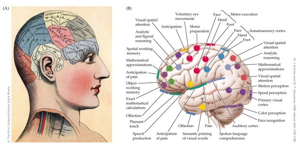 <strong>Refer to the figure. Which statement accurately describes the information represented by the figure?</strong> A) There is evidence that the brain functions as a whole. B) Phrenology localizes areas of peak activation in the brain. C) It is possible to determine a person's strengths from the shape of their head. D) There is localization in the brain, but it does not reliably correspond to bumps on the head.