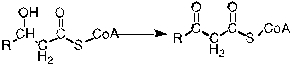 <strong>The following reaction requires the presence of _________. </strong> A) Carnitine B) CoASH C) NAD<sup>+</sup> D) FAD E) Water