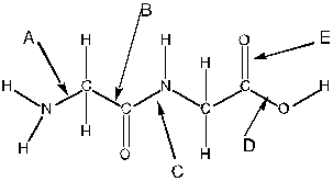 <strong>Consider the following molecule. Which arrow is pointing to a peptide bond? </strong> A) A B) B C) C D) D E) E