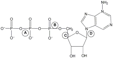 <strong>The hydrolysis of which bond in ATP yields energy to drive biochemical reactions in the cell? </strong> A) A B) B C) C D) D