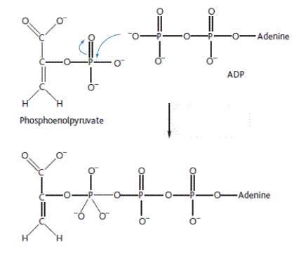 <strong>The reaction scheme shown here represents which one of the following reaction types? </strong> A) Condensation B) Elimination C) Hydrolysis D) Hydration E) Substitution