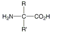 <strong>Which of the following is the correct general structure for an amino acid?</strong> A) B) C) D) E)