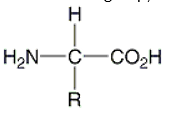 <strong>Which of the following is the correct general structure for an amino acid?</strong> A) B) C) D) E)