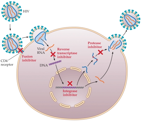<strong>Refer to the figure. The figure illustrates the sites of actions of various antiretroviral drugs used to treat HIV and AIDS. The fusion inhibitor, or entry inhibitor, acts at which point in the HIV replication cycle?</strong> A) Before the virus enters the cell B) Just as the virus enters the cell C) Before the viral RNA is copied to DNA D) Before the viral DNA is inserted into the host cell E) Before new viral proteins are cut into short, functional lengths