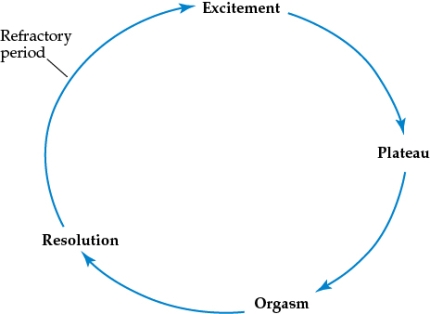 The sexual response cycle in men includes four stages that occur in order:    A description of what occurs during each stage: In the excitement stage, the penis becomes erect. This occurs in less than a minute in young men, during which time first the corpora cavernosa fill with blood, followed by the corpus spongiosum. The cremaster contracts, raising the testicles, and the nipples become erect. The excitement stage may last up to an hour. In the plateau stage, excitement and erection are maintained for up to several hours, or until the man is ready to undergo orgasm. The penis is fully erect, the testicles fully engorge and elevate, and the bulbourethral glands contract. This stage may be very short if the man wishes to reach orgasm quickly, or is unable to prevent immediate orgasm. Orgasm, or sexual climax, is a brief period of intense muscle contraction throughout the body, beginning in the genital area. Respiration and heart rate, and blood pressure, all peak during this time. In men, orgasm also involves emission (release of semen into the urethra) and ejaculation (forceful ejection of semen from the body). Resolution is the period of calm following the sexual release of orgasm. There is a loss of erection and the testicles descend to their normal position. In men, there is a refractory period, or rest period, before the next erection is possible.
