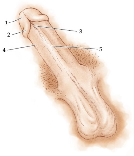 <strong>Refer to the figure. The correct labels for the numbered structures are</strong> A) 1: frenulum; 2: glans; 3: corpus spongiosum; 4: corona; 5: shaft B) 1: corona; 2: glans; 3: frenulum; 4: scrotum; 5: corpus spongiosum C) 1: glans; 2: frenulum; 3: corona; 4: corpus spongiosum; 5: scrotum D) 1: corona; 2: frenulum; 3: glans; 4: corpus spongiosum; 5: shaft E) 1: glans; 2: corona; 3: frenulum; 4: shaft; 5: corpus spongiosum