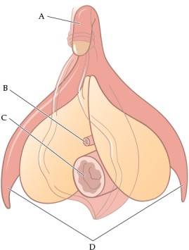 <strong>Refer to the figure. The correct labels for the lettered structures are</strong> A) A: clitoral glans; B: vagina; C: anus; D: clitoral crura B) A: clitoral glans; B: anus; C: vagina; D: inner labia C) A: clitoral hood; B: urethra; C: vagina; D: corpora cavernosa D) A: clitoral shaft; B: urethra; C: vagina; D: clitoral crura E) A: clitoral shaft; B: urethra; C: vulva; D: perineum