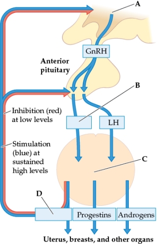 <strong>Refer to the figure. This diagram is of the feedback loop that controls female hormone production. The correct labels for the lettered structures and hormones are</strong> A) A: hypothalamus; B: oxytocin; C: ovary; D: gonadotropins B) A: thalamus; B: releasing hormones; C: ovary; D: gonadotropins C) A: posterior pituitary gland; B: oxytocin; C: ovum; D: releasing hormones D) A: posterior pituitary gland; B: testosterone; C: ovum; D: releasing hormones E) A: hypothalamus; B: follicle-stimulating hormone (FSH); C: ovary; D: estrogens