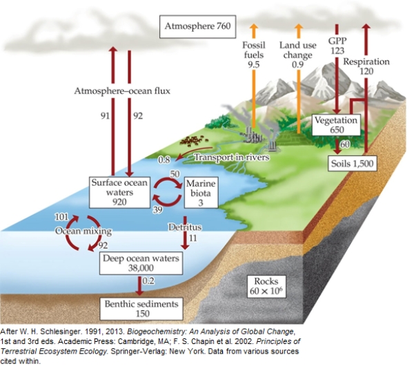 <strong>Refer to the figure.   This figure is of the global carbon cycle. (Note: Boxes represent major pools of C, measured in petagrams [1 Pg = 10<sup>15</sup> g]. Arrows represent major fluxes of C, measured in Pg per year; anthropogenic fluxes are shown in orange.)What is the net flux of carbon to the atmosphere?</strong> A) ‒4 Pg B) 1.7 Pg C) 6.4 Pg D) 8.7 Pg <div style=padding-top: 35px> 
