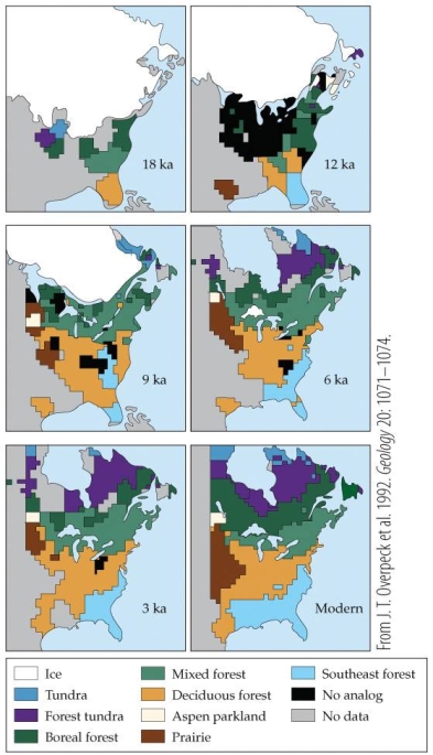 <strong>Refer to the figure. - This vegetation reconstruction shows major shifts in plant communities since the last glacial maximum 18,000 years ago. Why was there so much No analog community for much of the past 18,000 years?</strong> A) Species were evolving in response to changes in climate. B) Thermal tolerance between plant species produced novel communities. C) Unique climate conditions during the transition from the last glacial maxima produce unique plant communities. D) Dispersal ability in response to a changing environment produced novel communities.