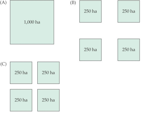 <strong>Refer to the figure.   In the figure, what is the correct ranking, from best to worst, of these three arrangements of core natural areas in terms of their value as conservation sites?</strong> A) A is better than B, which is better than C. B) A is better than C, which is better than B. C) B is better than A, which is better than C. D) C is better than A, which is better than B. <div style=padding-top: 35px> 