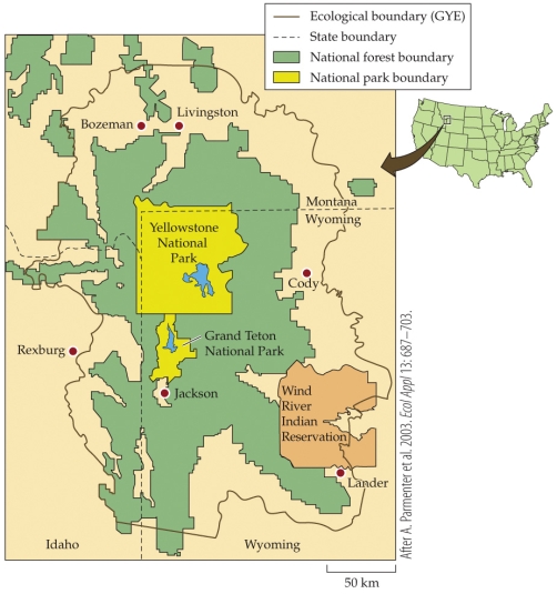 <strong>Refer to the figure.   Yellowstone is considered a highly effective biological reserve because of which of the following combinations of characteristics?</strong> A) It is large, has buffer zones, and is compact in its shape. B) It is small, has buffer zones, and is linear in its shape. C) It is small, lacks buffer zones, and is linear in shape. D) It is large, lacks buffer zones, and is compact in its shape. <div style=padding-top: 35px> 