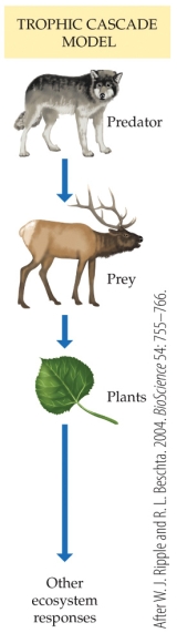 <strong>Refer to the figure.   When wolves first returned to Yellowstone, coyote populations were reduced by nearly 50%. What impact do you think this would have had, for example, on foxes?</strong> A) They would be driven to extinction. B) Their population would remain unchanged, as wolves were killing coyote, not foxes. C) Their population would increase due to less competition from coyote for small mammals. D) Their population would be reduced similarly to that of the coyotes. <div style=padding-top: 35px> 