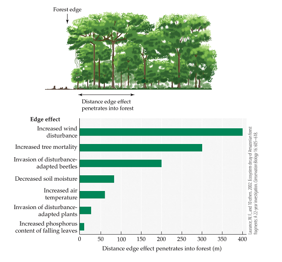 <strong>Refer to the figure.   The figure shows the persistence of edge effects in Amazon rainforest fragments. Suppose a forest fragment is 500 m × 500 m. What fraction of the fragment would experience decreased relative humidity due to edge effects?</strong> A) 1/25 B) 4/25 C) 16/25 D) 20/25 <div style=padding-top: 35px> 