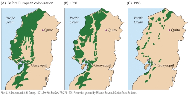 <strong>Refer to the figure. The green in the figure represents forest cover in western Ecuador at three different times. The decreasing amount of forest cover is most representative of</strong> A) declining biodiversity in the region. B) the conservation work of Alwyn Gentry. C) the impact of climate change on forest habitats. D) the difficulty of identifying endangered species.