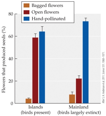 <strong>Refer to the figure. The figure documents the effects of the loss of bird pollinators on reproductive success in a New Zealand shrub. In this study, bagged flowers allow only self-pollination, open flowers allow bird pollination, and humans carry out hand pollination. Reproductive success occurs when flowers produce seeds. This study suggests that pollination by birds</strong> A) is essential for reproductive success. B) strongly increases reproductive success. C) strongly decreases reproductive success. D) has little or no effect on reproductive success.