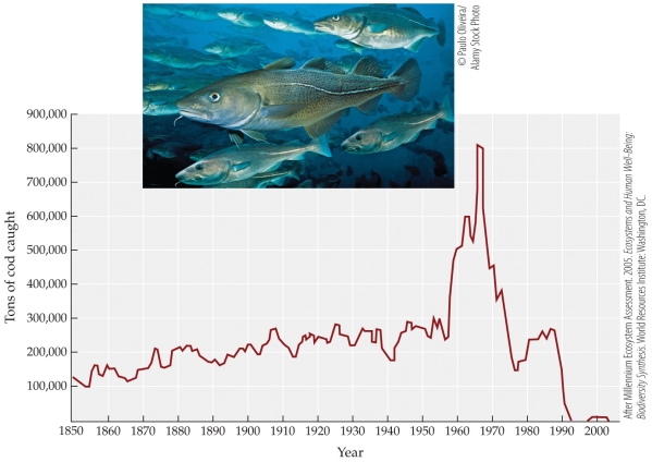 <strong>Refer to the figure. The figure shows the tons of cod caught off Newfoundland, Canada over 150 years. The spike in catch during the 1960s and 1970s, followed by the collapse of the fishery in the 1990s could be considered evidence of</strong> A) overexploitation of an economically important species. B) the devastating effect of bycatch on an important fishery. C) the result of severe ocean pollution beginning in the 1960s. D) the ability of a species to recover from a collapse.
