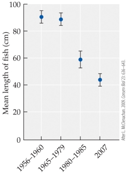 <strong>Refer to the figure. The figure shows the change in size (mean length) of predatory marine fish caught as trophy fish over a period of years off of Key West, Florida. What happened to the size of fish during this time?</strong> A) Size remained stable throughout the time period. B) Size decreased throughout the time period. C) Size remained stable until about 1980 and then increased. D) Size remained stable until about 1980 and then decreased.