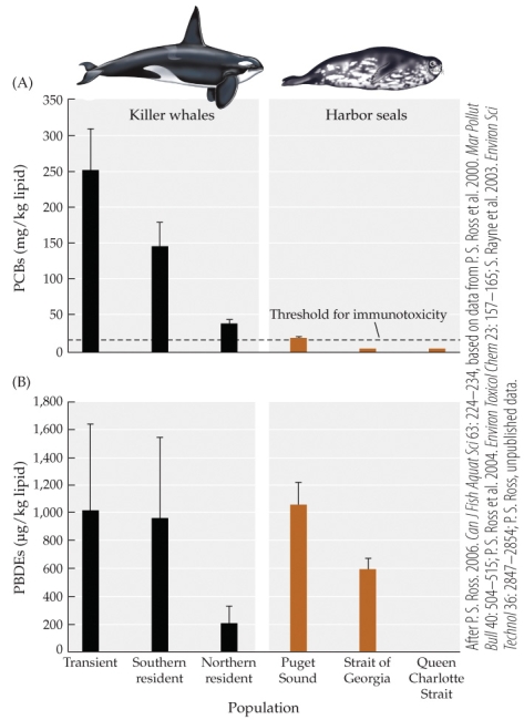<strong>Refer to the figure. The top figure shows concentrations of PCBs in killer whales and harbor seals at several locations. The bottom figure shows concentrations of PBDEs in both groups of mammals. These persistent organic chemicals build up in animal tissues and disrupt their endocrine systems, including reproductive systems. What is the most reasonable conclusion that can be drawn regarding the effect of these chemicals based on the data in these figures?</strong> A) The levels of both types of chemicals have been high, but are now decreasing. B) The levels of both types of chemicals vary by population, but some are dangerously high. C) The levels of both types of chemicals are often high, but never dangerously so. D) In most cases, harbor seals appear to concentrate and remove the chemicals, where killer whales do not.