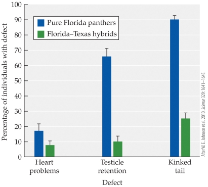<strong>Refer to the figure. The figure depicts the results of a study of the attempted genetic rescue of the Florida panther by importing eight females from a Texas population. How did the hybridization of these two subspecies affect the occurrence of the three measured genetic defects?</strong> A) All defects increased significantly after hybridization. B) All defects decreased significantly after hybridization. C) All defects decreased, but decreases were too small to be significant. D) Testicular retention and kinked tail decreased, but heart problems remained about the same.