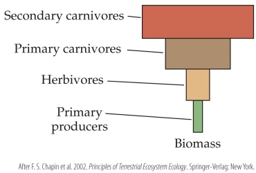 <strong>Refer to the figure. The figure is an example of an inverted _______ pyramid, which is most likely to be found in a(n) _______ ecosystem.</strong> A) biomass; aquatic B) biomass; terrestrial C) energy; aquatic D) energy; terrestrial