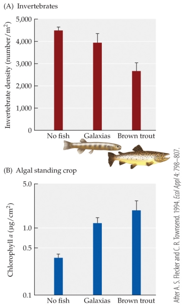 <strong>Refer to the figure. Based on Flecker and Townsend's experiment, a stream with an invertebrate density of 4000/m<sup>2</sup> would have a Chlorophyll a level closest to _______ ug/cm<sup>2</sup> and contain _______.</strong> A) 2.5; brown trout B) 1.2; no fish C) 0.4; no fish D) 1.2; Galaxias