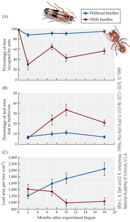<strong>Refer to the figure. The percentage of leaf area per tree without beetles would be _______ the percentage of leaf area per tree with beetles at 4 months.</strong> A) more than B) less than C) equal to D) inverted relative to
