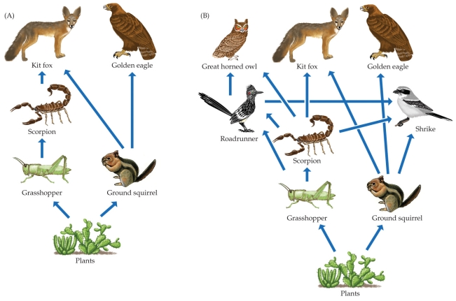<strong>Refer to the figure. Which statement about the scorpion in the food web is false?</strong> A) Scorpions are consumed by the great horned owl. B) Scorpions consume grasshoppers. C) Scorpions are on the same trophic level as roadrunners. D) The scorpions' removal from the food web would impact golden eagles directly.