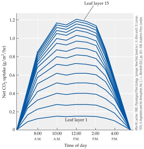 <strong>Refer to the figure. The figure shows the CO<sub>2</sub> uptake by various leaf layers in a tropical forest. Leaf layer 1, at the top of the canopy, has the highest net rates of photosynthesis and layer 15 has the lowest net rates. -What principles of production explain this pattern?</strong> A) Leaves at the top of the canopy are larger than leaves at the bottom of the forest. B) Gross carbon uptake is highest in top leaves relative to metabolic losses because upper leaves are in full sunlight. C) Respiratory costs are increased in upper leaves relative to lower leaves because of the cost of transporting water and nutrients from roots to the top of the canopy. D) The most productive plants in the forest reach the canopy first and maintain their productive advantage.