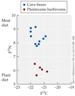 <strong>Refer to the figure. Heterotroph diets can be determined by measuring and comparing the ratios of stable isotopes in tissues. The figure shows C and N isotopic ratios for cave bears and Pleistocene herbivores. Which of the following is true?</strong> A) C isotopes are useful in separating herbivores from omnivores. B) Omnivore N isotopes are more variable than herbivores because their diets are more variable than herbivores'. C) Omnivore N isotopes are shifted 1-3% higher than herbivores. D) At least one of the cave bears was primarily an herbivore based on their isotopic values.