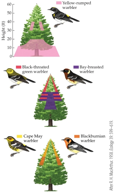 <strong>Refer to the figure. Robert MacArthur studied different species of warblers in New England forests that feed on the same prey within the tree canopy. His detailed figures of their activity within the canopy suggest that the different species</strong> A) cannot coexist indefinitely. B) coexist because they utilize different types of trees. C) coexist because they utilize different parts of the same trees. D) coexist because they utilize the same trees at different times of day.