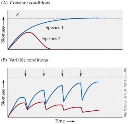 <strong>Refer to the figure. Huston expanded on Hutchinon's work by exploring the outcome of two species in competition under constant versus variable conditions. Which conclusion can be drawn from his theoretical figure?</strong> A) If conditions remain constant through time, both species will eventually reach their carrying capacity. B) If conditions remain constant through time, neither species will eventually reach their carrying capacity. C) If conditions vary periodically through time, both species will eventually reach their carrying capacity. D) If conditions vary periodically through time, neither species will eventually reach their carrying capacity.