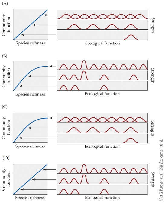 <strong>Refer to the figures. Which combination of figures is correctly paired to illustrate the relationship between species richness and community function, the ecological function of species, and the relative strength of ecological functions of species within the community?</strong> A) Figure A B) Figure B C) Figure C D) Figure D