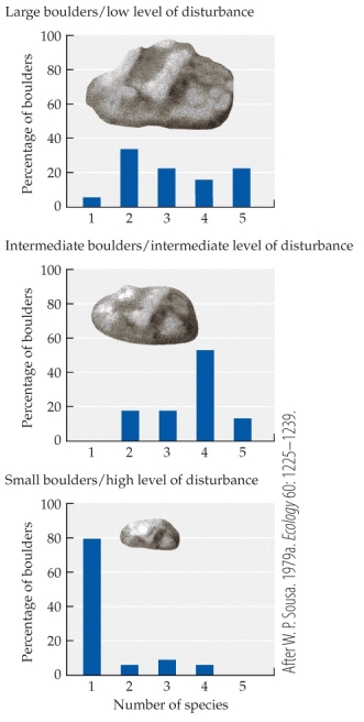Refer to the figure. The figure depicts Sousa's test of the intermediate disturbance hypothesis. Why is boulder size associated with the level of disturbance? Do these data support or refute the intermediate disturbance hypothesis? Justify your reasoning using the figure.