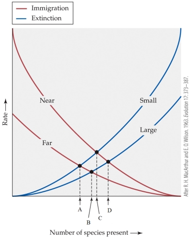 <strong>Refer to the figure.    - The equilibrium point for species diversity on a large island near the mainland would be represented by which letter?</strong> A) A B) B C) C D) D <div style=padding-top: 35px> 