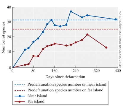 <strong>Refer to the figure.   In their classic test of the equilibrium theory of island biogeography, Simberloff & Wilson removed arthropods from a set of small mangrove islands, then tracked the recovery of the arthropod fauna on these islands through time. Which of the following can be inferred from the figure?</strong> A) Prior to the experimental removal of arthropods, species richness was higher on far islands than on near islands. B) By the end of the experiment, species richness was higher on far islands than on near islands. C) Near islands recovered their original species richness before far islands did. D) Species richness was highest on islands that were both larger and closer than the other islands. <div style=padding-top: 35px> 