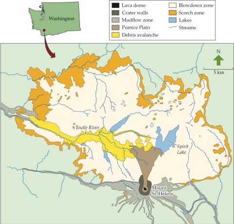 <strong>Refer to the figure. On Mount St. Helens, the intensity of disturbance ranged from extremely high (lava dome, pumice plain) to moderate (mudflow zone, blowdown zone), to low (scorch zone). -In which area is the biotic stress of competition most likely to control succession?</strong> A) Pumice Plain B) Mudflow zone C) Blowdown zone D) Scorch zone