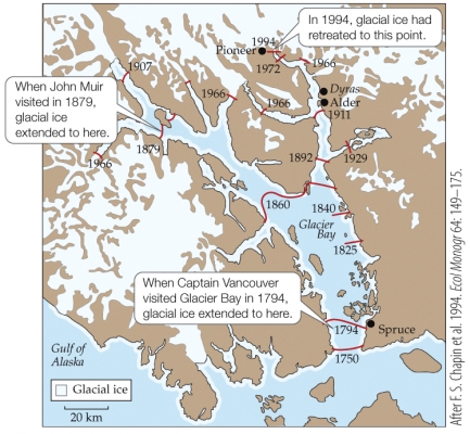<strong>Refer to the figure. Chapin et al. conducted their work in Glacier Bay in 1994. If we were to return today to his plots, what could we predict to find in his former ten year-old pioneer communities that had been dominated by low shrubs, herbs, mosses, liverworts, and lichens?</strong> A) Largely the same community, but slightly more diverse B) Many of the same species, but with some tall shrubs C) A community dominated by the small shrub Dryas drummondii D) A community where Sitka spruce (Picea sitchensis) and alders (Alnus sinuata) co-dominate with diverse subcanopy species