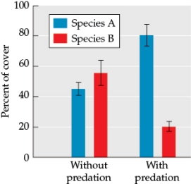<strong>Refer to the figure. Suppose you are studying succession patterns in two species, species A and species B, both small aquatic organisms that colonize bare surfaces underwater. You replicated Sutherland's experiments in this new system by placing bare tiles underwater in predator-protected areas and areas with predators. You collect data on the percent of cover for each species, as shown in the figure. - Without predation, which species is a better competitor?</strong> A) Species A is a much better competitor than species B. B) Species A is a slightly better competitor than species B, but there is a lot of variability. C) Species B is a much better competitor than species A. D) Species B is a slightly better competitor than species A, but there is a lot of variability.